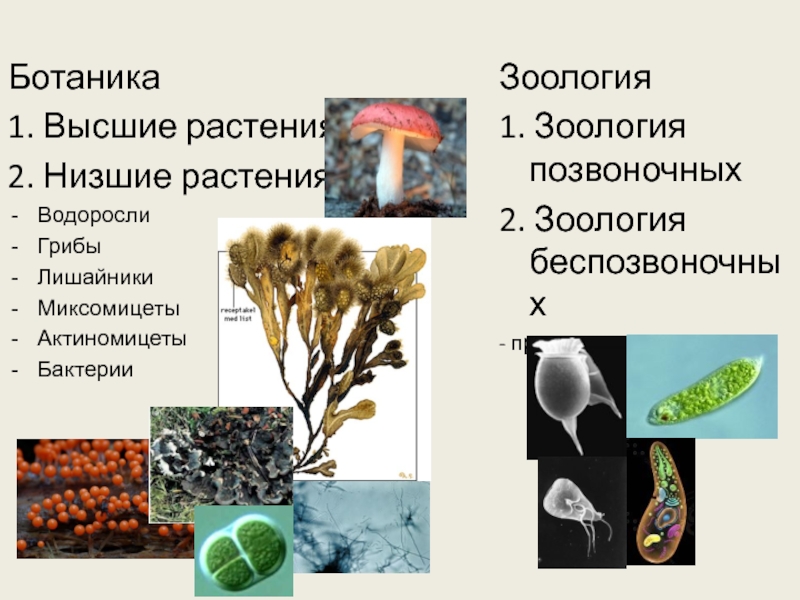 Простейшие водоросли грибы. Протисты высшие и низшие. Низшие растения. Ботаника низшие и высшие.