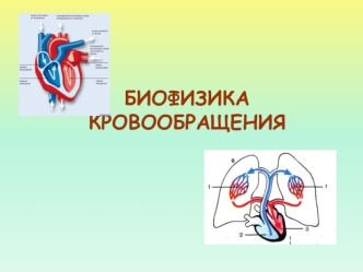 Биофизика кровообращения