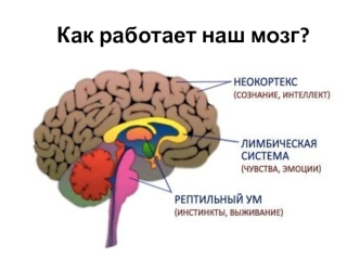 Как работает наш мозг