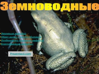 Земноводные. Эволюция амфибий