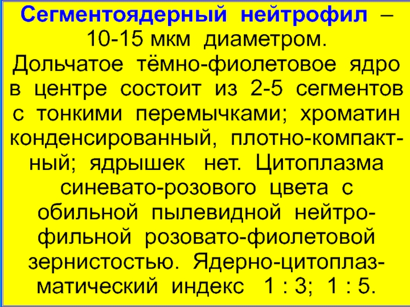 Сегментоядерные нейтрофилы. Функции сегментоядерных нейтрофилов. Сегментоядерные нейтрофилы морфология. Сегментоядерные нейтрофилы функции. Сегментоядерный нейтрофил функции.