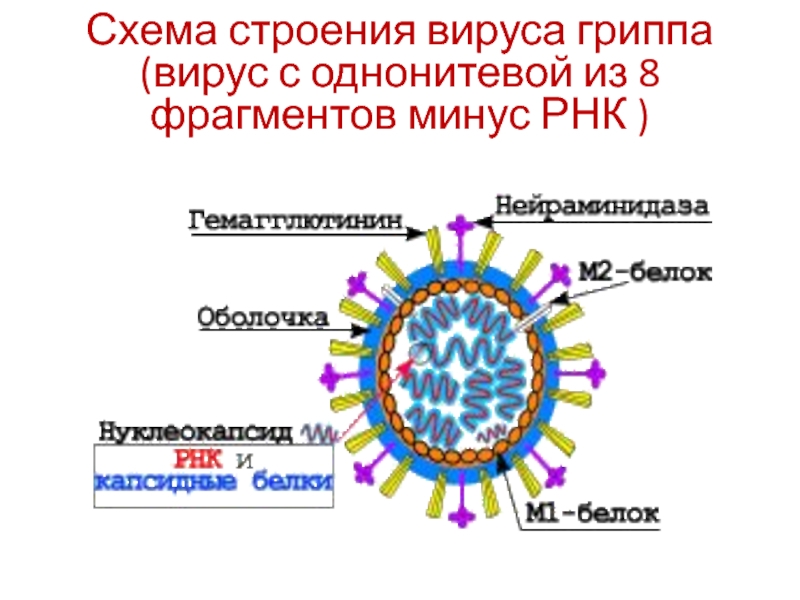 Рнк вирус гриппа а. Строение вируса гриппа. Птичий грипп строение вируса. Схема строения вируса гриппа. Вирус Нипах схема строения.