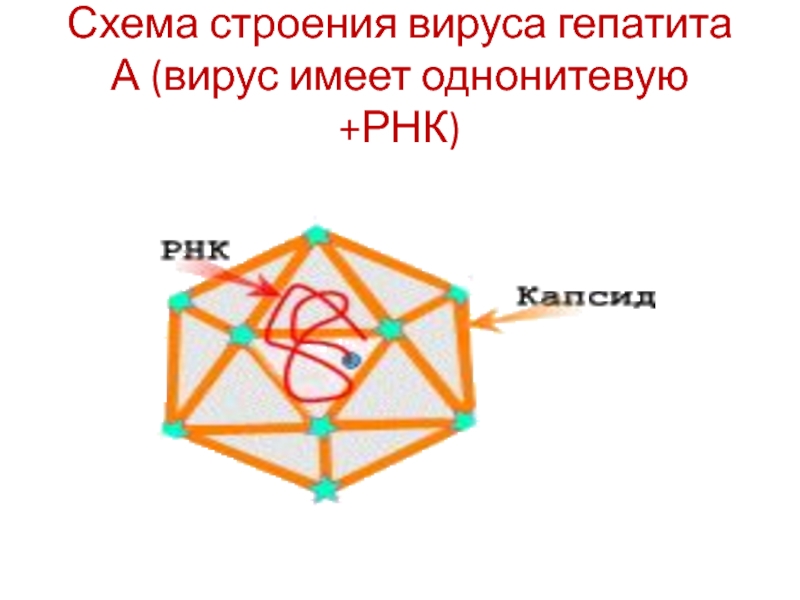 Схема строения вируса гепатита а