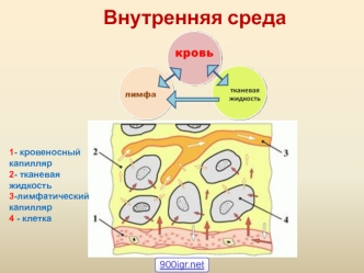 Кровь у человека