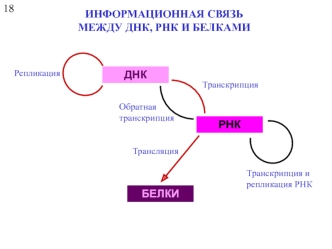 Информационная связь между днк, рнк и белками