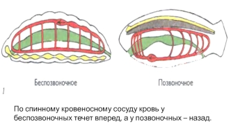 Общая характеристика хордовых