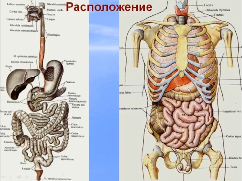 Под расположена. Гайворонский пищеварительная система. Анатомия пищеварительной системы Гайворонский. Органы человека под ребрами. Органы справа под ребрами.