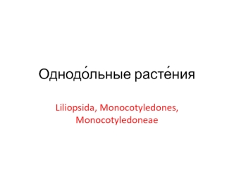 Однодольные растения. Liliopsida, Monocotyledones, Monocotyledoneae