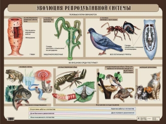 Эволюция репродуктивной системы