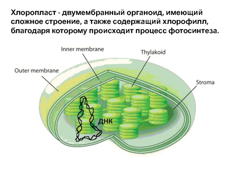 Состав хлоропласта