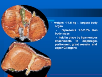 Blood supply