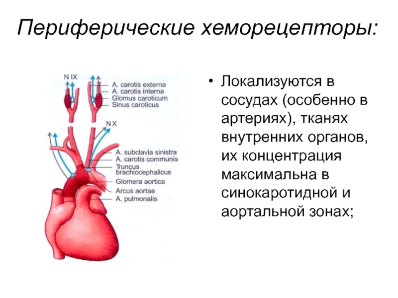 Хеморецепторов дуги аорты