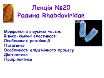 Родина Rhabdoviridae