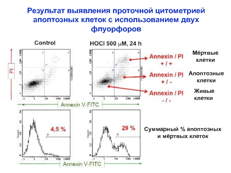 Реферат: Исследование клеточного цикла методом проточной цитометрии