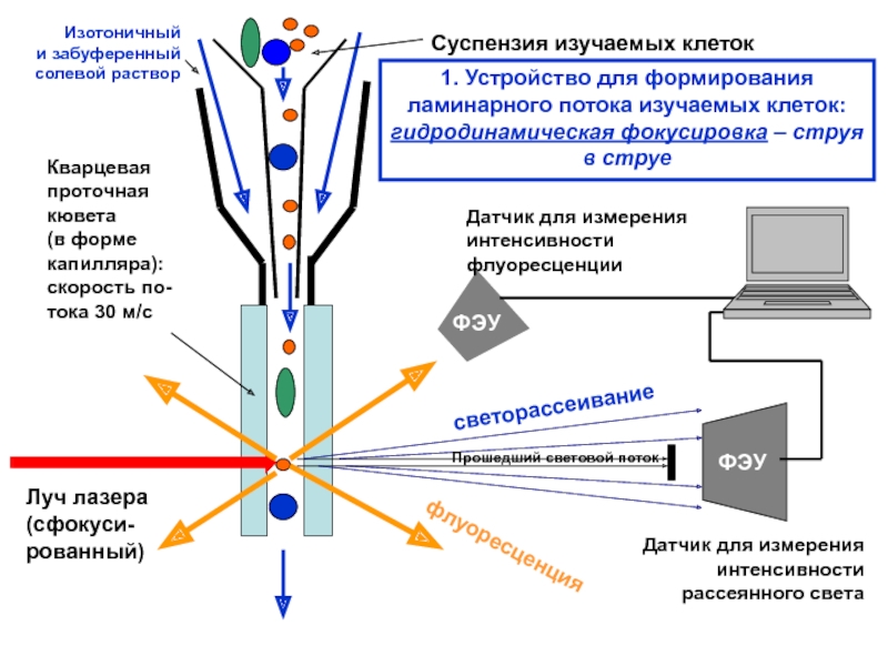 Схема подсчета лимфоцитов разных популяций с помощью проточного цитофлюориметра