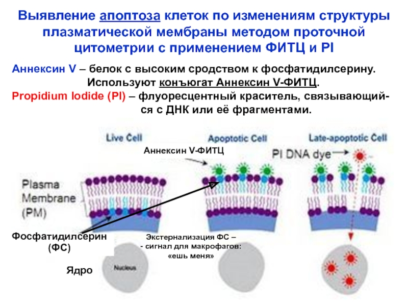 Реферат: Исследование клеточного цикла методом проточной цитометрии