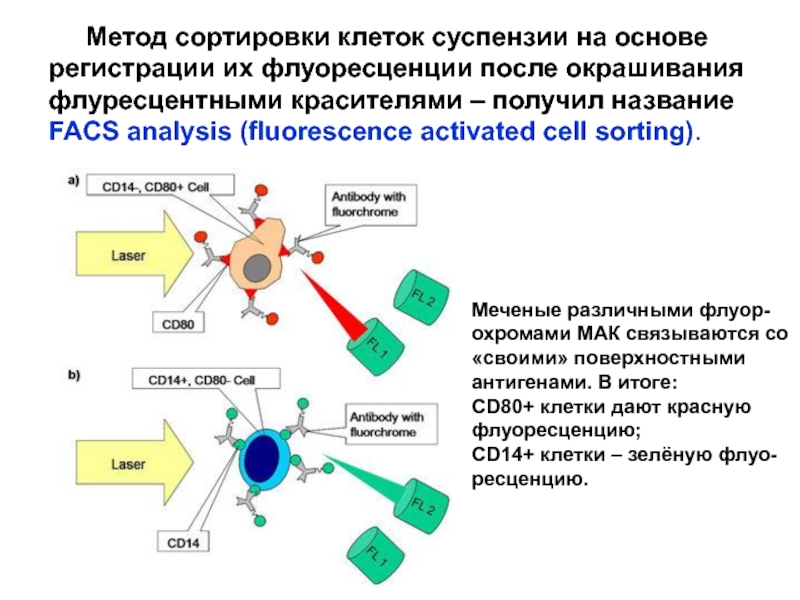 Реферат: Исследование клеточного цикла методом проточной цитометрии