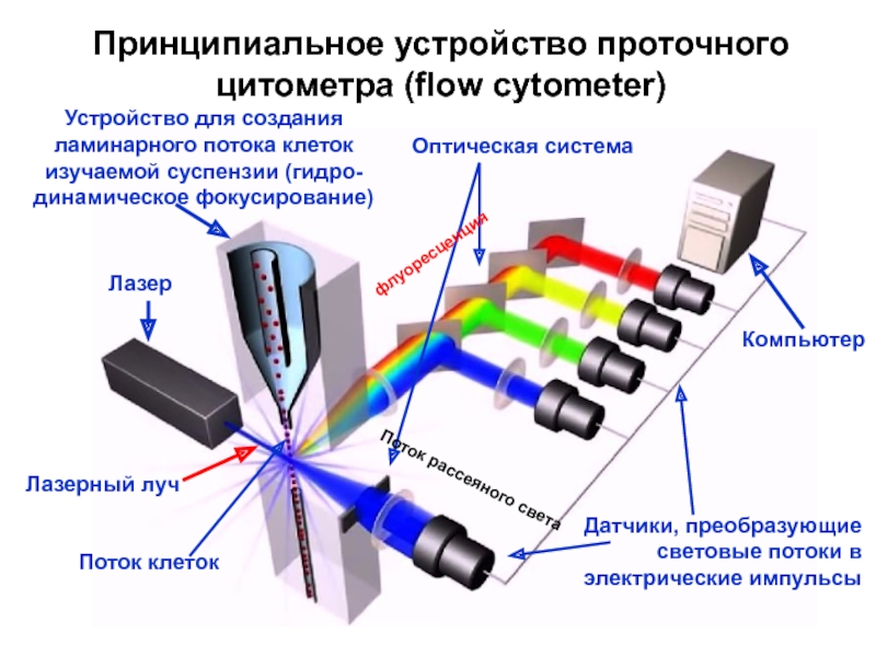 Схема подсчета лимфоцитов разных популяций с помощью проточного цитофлюориметра иммунология