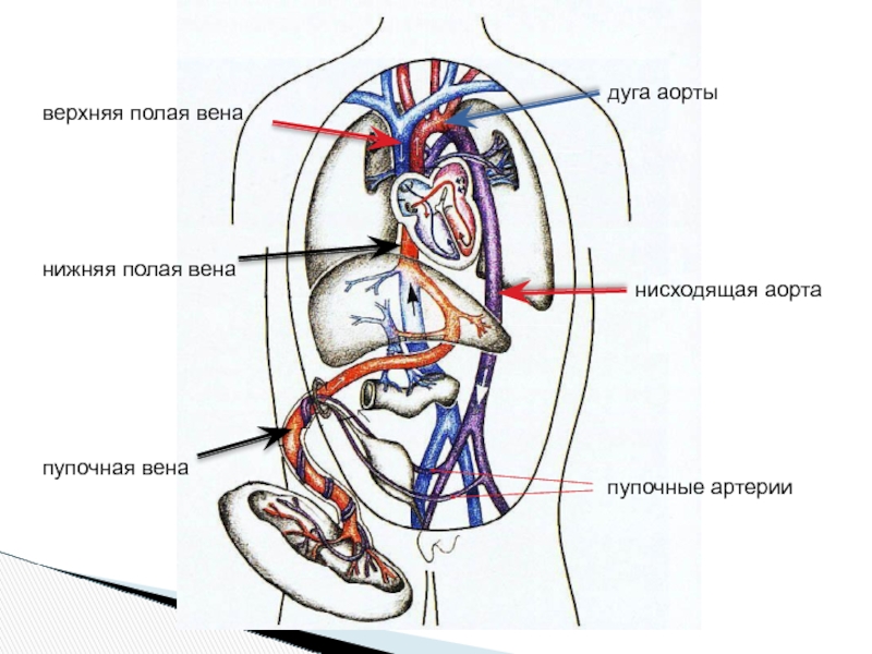 Две нижних полых вены. Система верхняя полая Вена анатомия. Нижняя полая Вена кровообращения. Нижняя полая Вена Синельников. Внутренняя полая Вена анатомия.