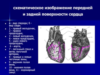 Схематическое изображение передней и задней поверхности сердца