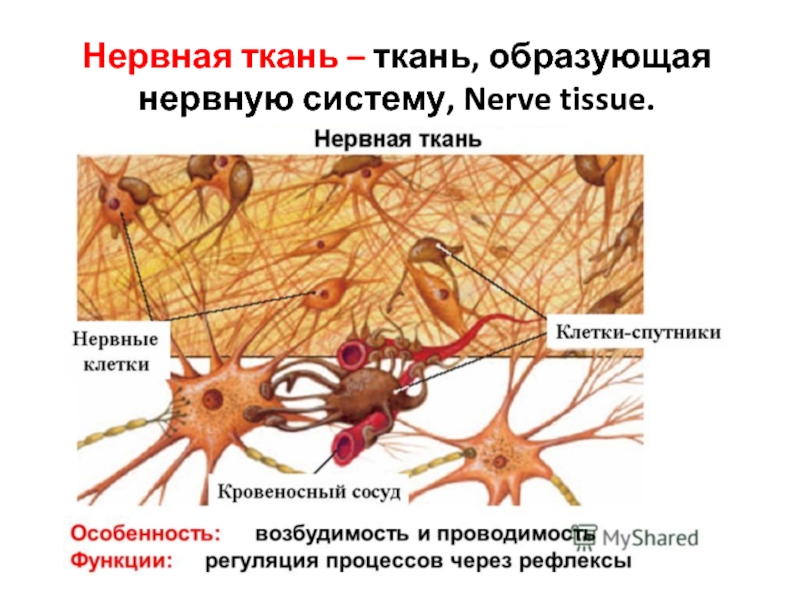 Какие ткани изображены на картинке нервные ткани