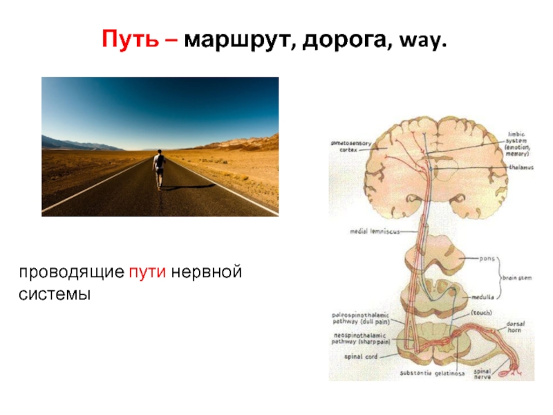 Нервные пути. Проводящие пути стереогноза. Проводящие пути нервной системы. Путь стереогноза. Пути проводящие тактильное чувство и стереогноз.