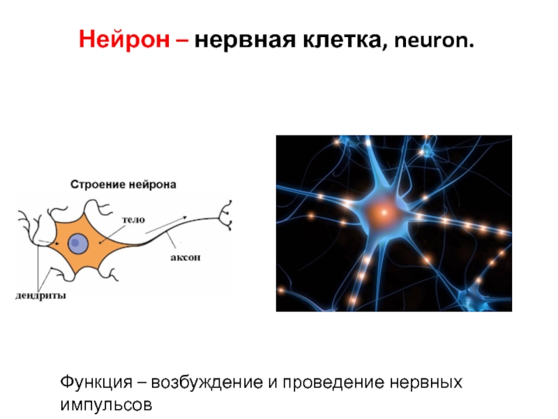 Секреторные нейроны функция