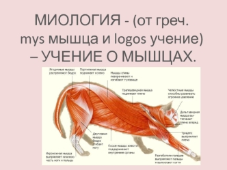 Миология. Мышечная ткань