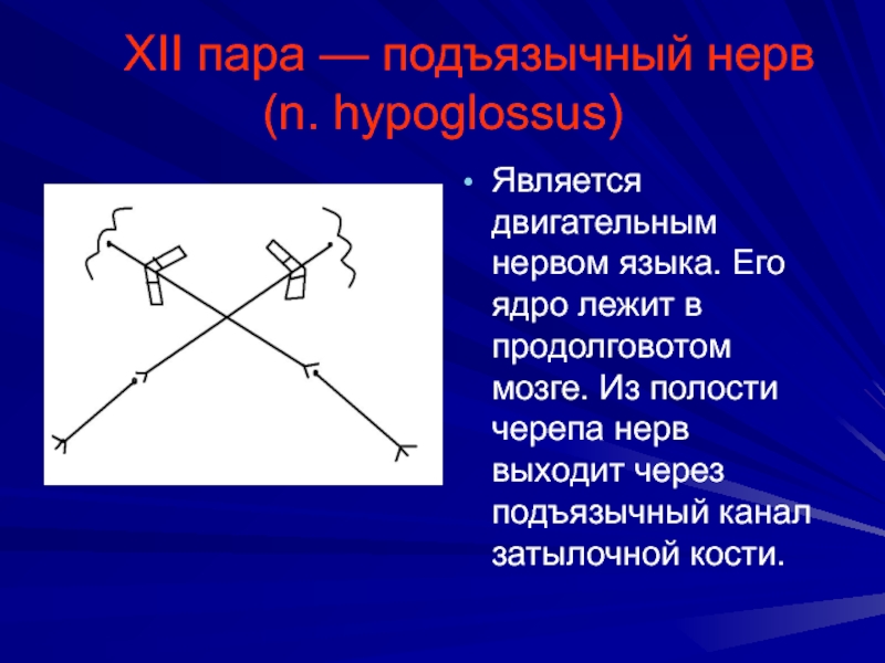 Двигательным является нерв. N hypoglossus.