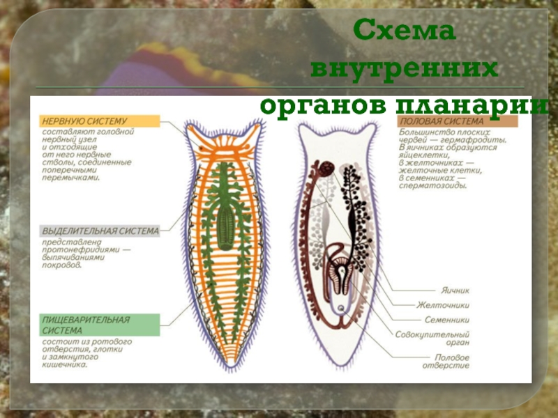 Установите соответствие белая планария. Выделительная система планарии. Выделительная система белой планарии. Белая планария пищеварительная система выделительная система. Пищеварительная система планарии.