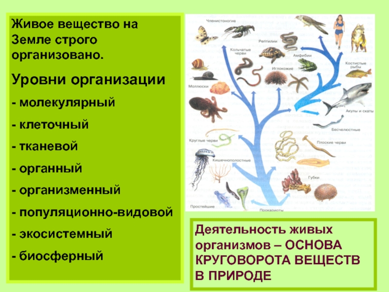 Организменный уровень организации живой природы