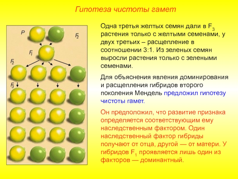 Закон чистоты гамет схема