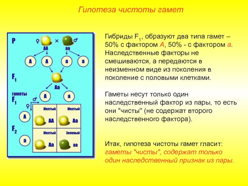 Закон чистоты гамет схема