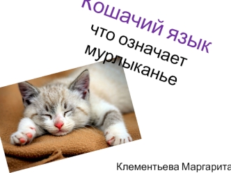 Кошачий язык. Что означает мурлыканье