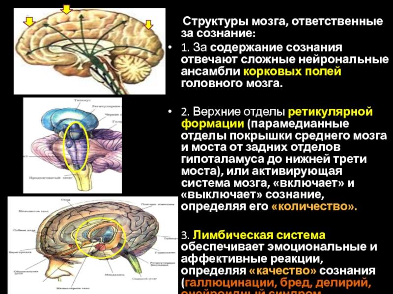 Образование головного мозга код. Функции ретикулярной формации ствола мозга. Ретикулярная формация (неспецифическая система мозга) регулирует. Гипоталамус и ретикулярная формация. Ретикулярная формация продолговатого мозга.
