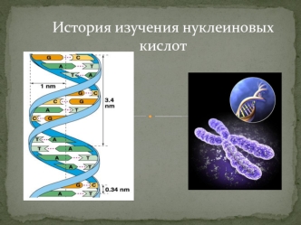 История изучения нуклеиновых кислот