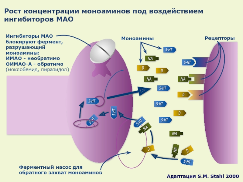 Ингибиторы моноаминоксидазы мао. Ингибитор обратного захвата катехоламинов. Мао фермент. СИОЗС механизм действия. Ингибиторы моноаминооксидазы (имао):.