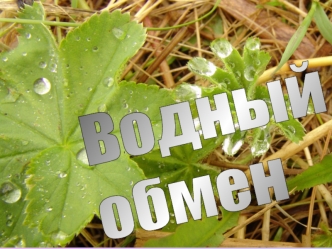 Водный обмен растений