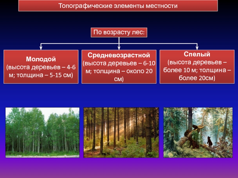 Дерево более моложе. Топографические элементы местности. Типографические элементы местности. Основные элементы местности. Перечислите топографические элементы местности.