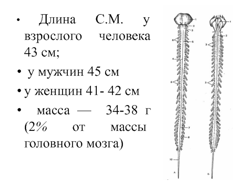 Вес 34