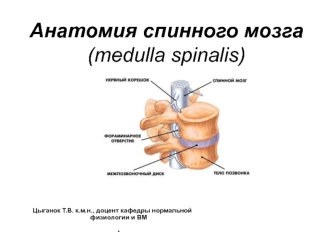 Анатомия спинного мозга (medulla spinalis)