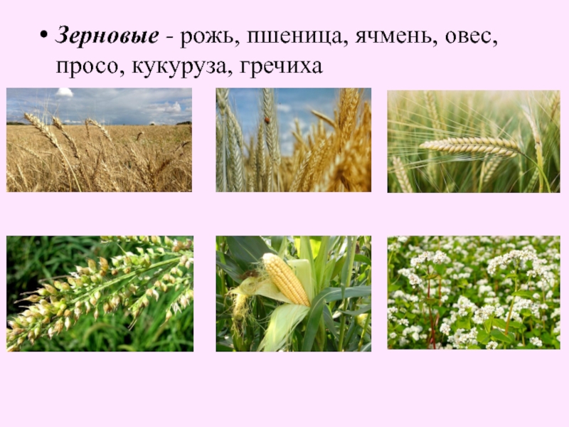 Рожь фото и пшеница фото отличия