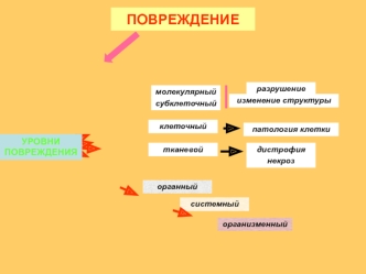 Повреждение клетки. Патология клетки