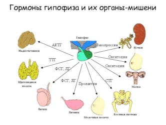 Гормоны гипофиза и их органы-мишени