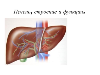 Печень, строение и функции