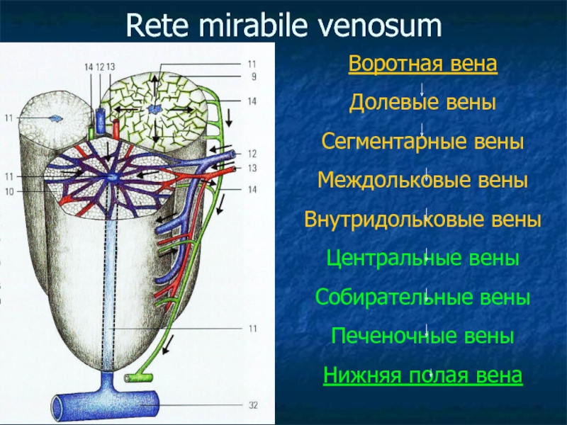 Выберите вены. Центральная Вена у человека. Междольковые собирательные вены. Печеночные центральные и собирательные вены.