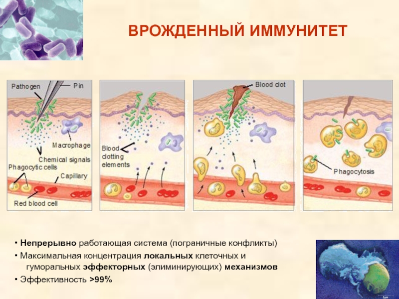 Свойства иммунной системы человека. Эффекторные функции антител. Эффекторные функции антител иммунология. Механизмы реализации эффекторных функций антител.. К эффекторным функциям антител относятся.