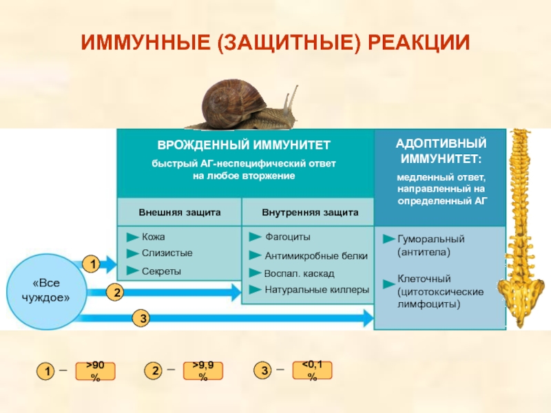 Активная внешняя защита. Врожденный иммунитет быстрый или медленный ответ. Особенности иммунитета. Внешняя защита. Внутренняя защита.