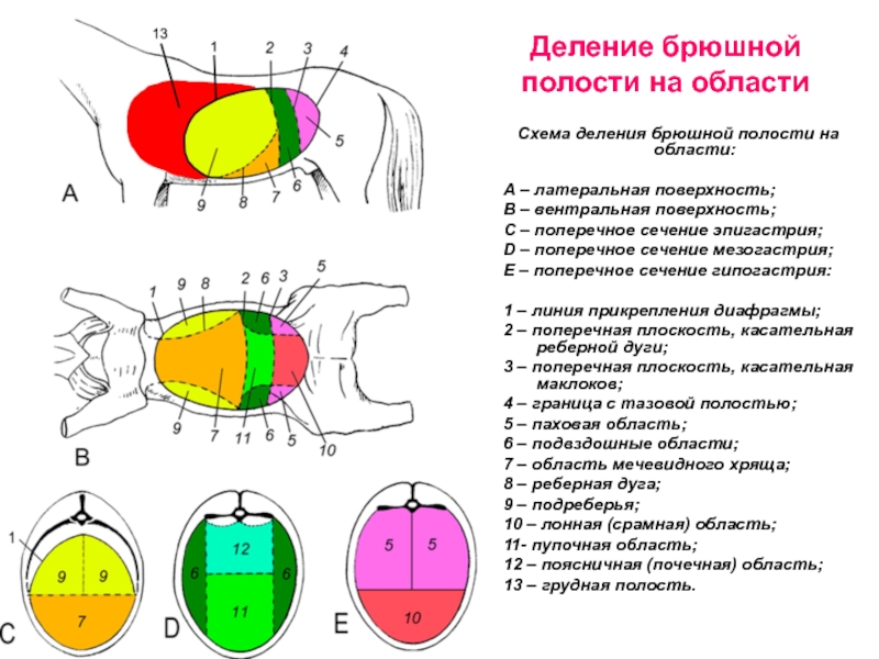 Зоны брюшной полости схема