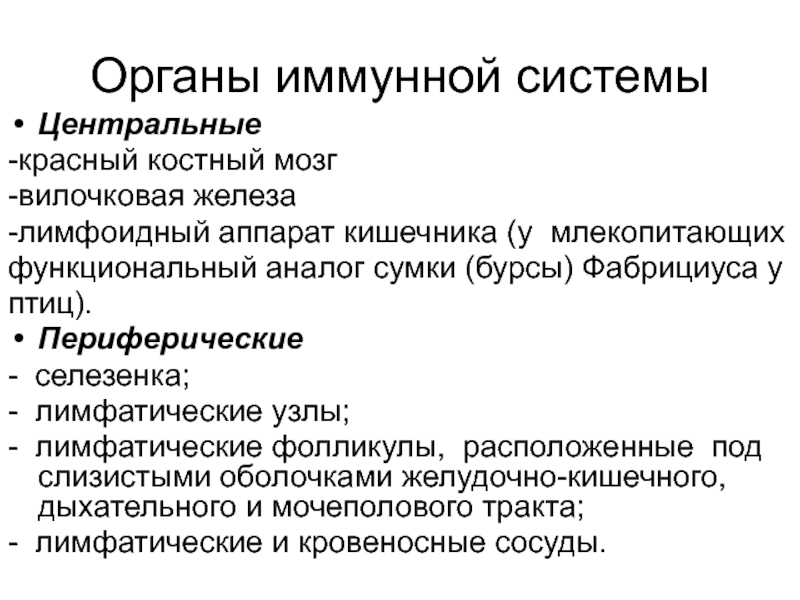 Органы иммунной системы вилочковая железа. Лимфоидный аппарат кишечника. Функциональный аналог это. Аналог сумки Фабрициуса.